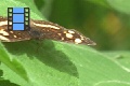 Scene_15_Tiny Nymphalidae on leaf